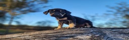 Catahoula Leopard Dog dogs for sale: Tracy II 2025 Female 3 - Ad 4