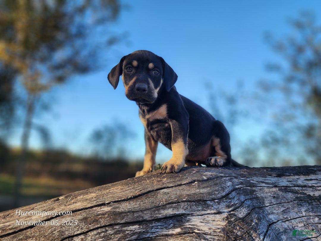 Catahoula Leopard Dog dogs for sale: Tracy II 2025 Female 3 - Ad 4