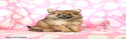 Pomeranian dogs for sale: Charity - Ad 2