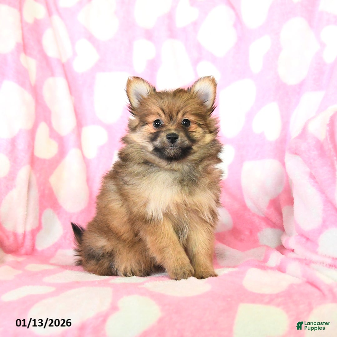 Pomeranian dogs for sale: Charity - Ad 2