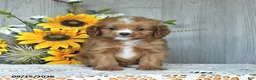 Cavapoo dogs for sale: Nolan - Ad 4