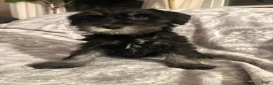 Miniature Schnauzer Puppy 2