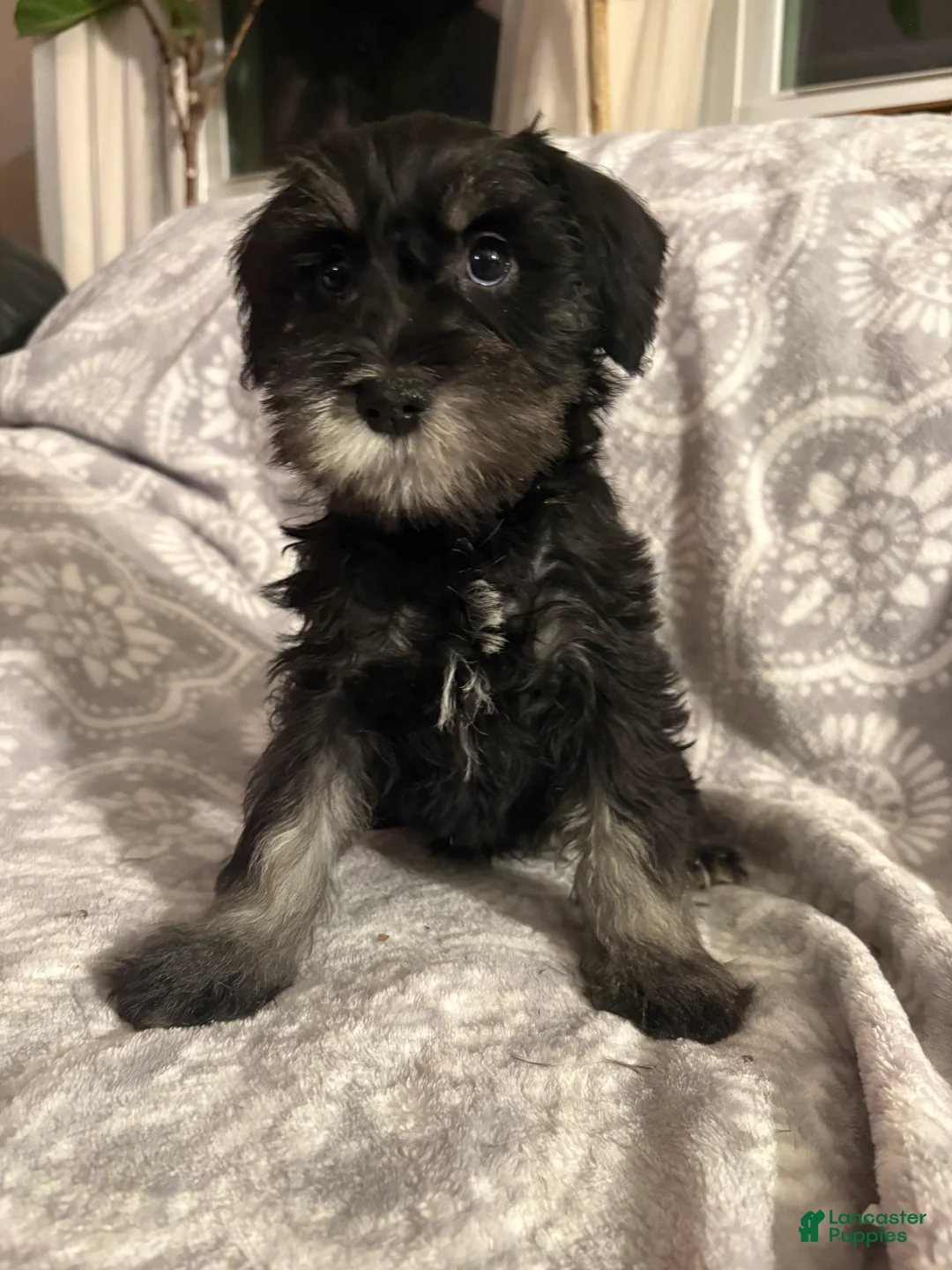 Miniature Schnauzer dogs for sale: Miniature Schnauzer Puppy 2 - Ad 1
