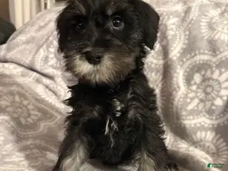 Miniature Schnauzer dogs Miniature Schnauzer Puppy 2 - Ad 29