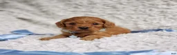 Cavapoo dogs for sale: Reuben  - Ad 6