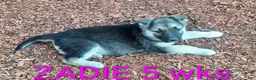 German Shepherd dogs for sale: Zadie - Ad 3