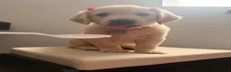 Golden Retriever dogs for sale: Golden Retriever 1 - Ad 3