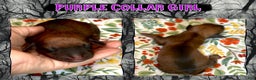 Miniature Dachshund dogs for sale: Purple Collar Girl - Ad 5
