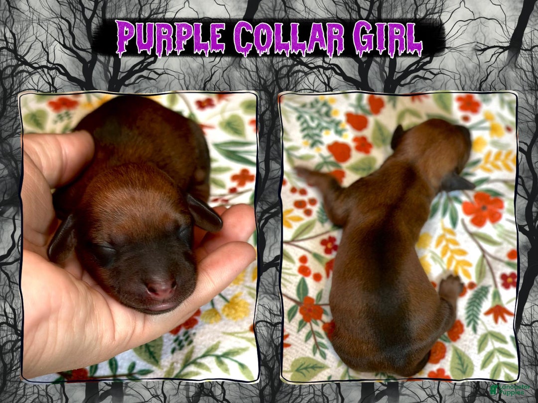 Miniature Dachshund dogs for sale: Purple Collar Girl - Ad 5