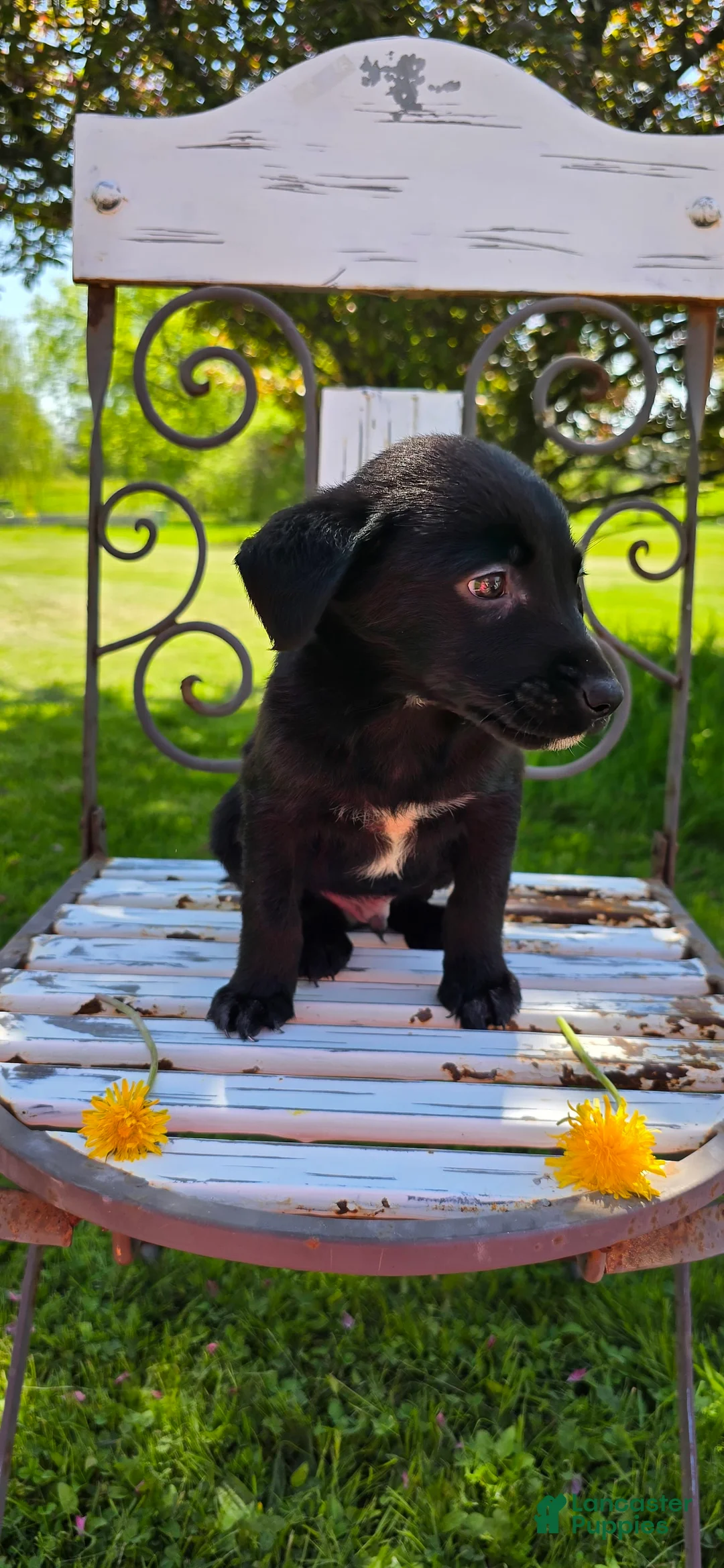 Mixed Breed dogs for sale: Darth - Ad 6