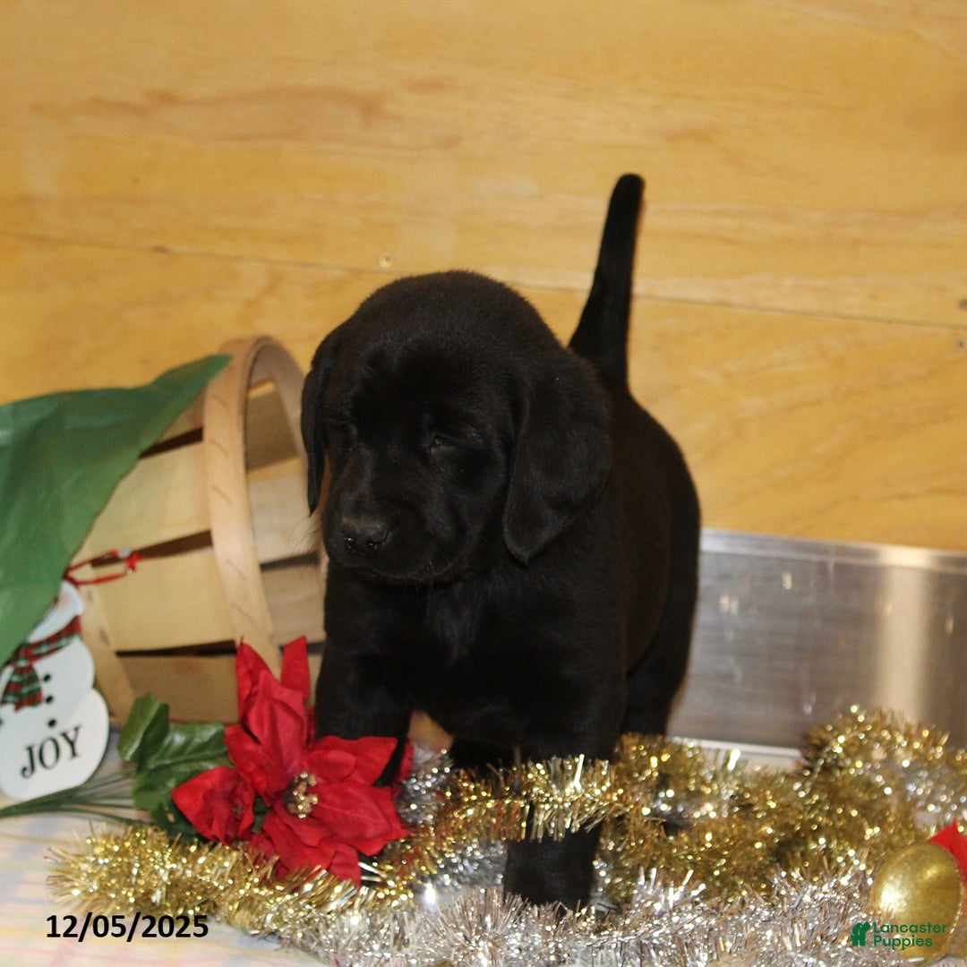 Goldador dogs for sale: Bell  - Ad 3