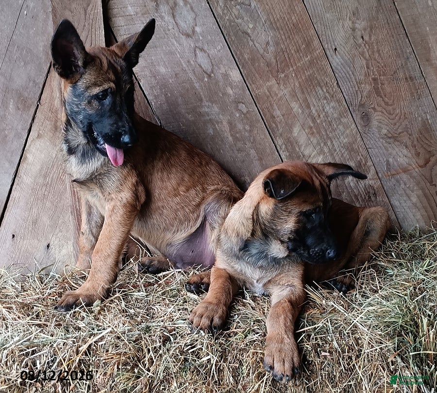 Belgian Malinois dogs George - Ad 2