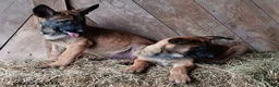 Belgian Malinois dogs for sale: George - Ad 2