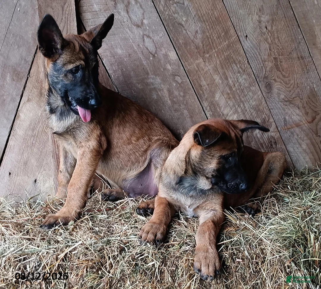 Belgian Malinois dogs for sale: George - Ad 2