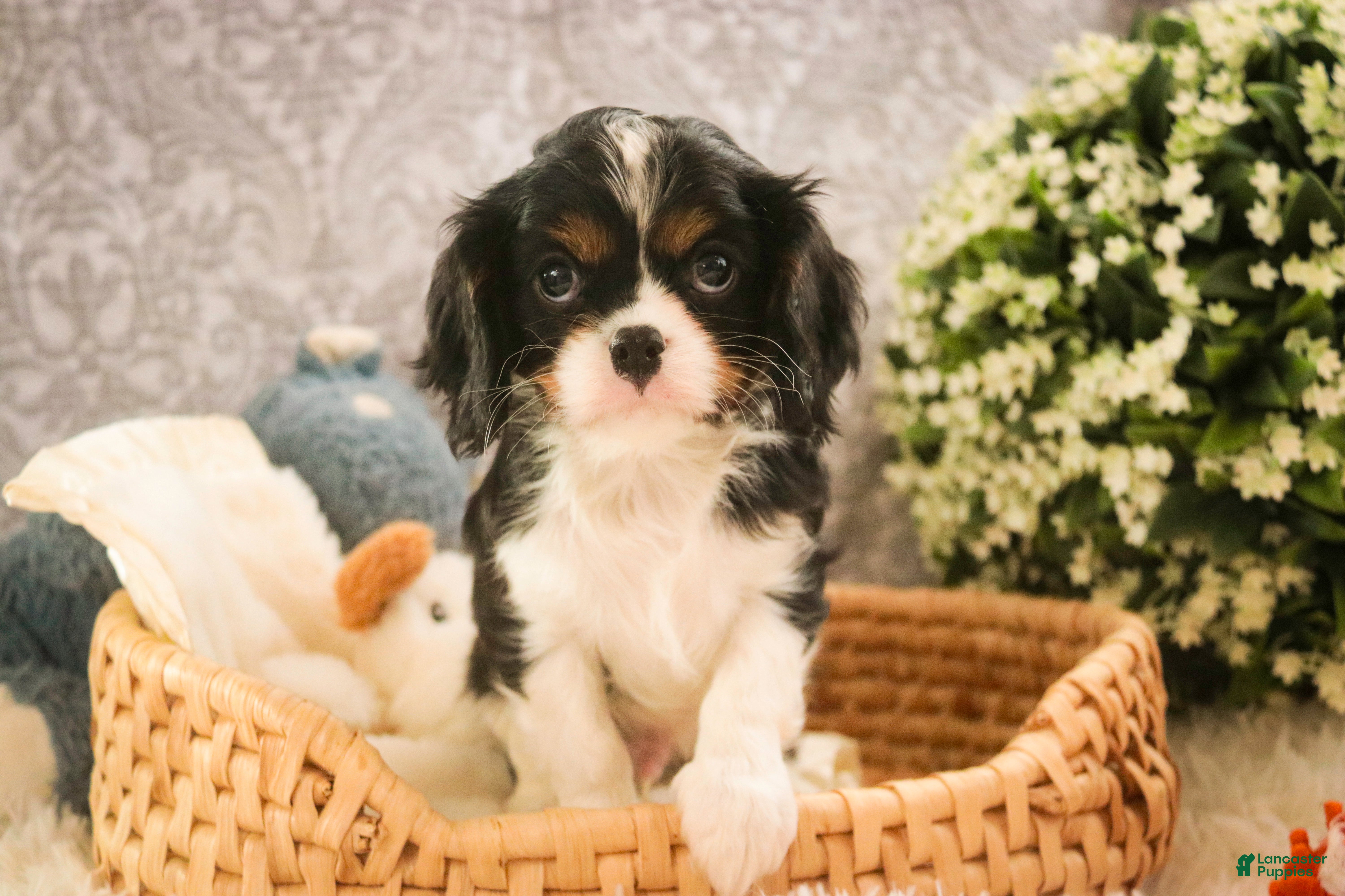 Cavalier King Charles Spaniel dogs Charlie - Ad 13
