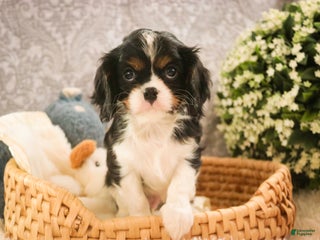 Cavalier King Charles Spaniel dogs Charlie - Ad 13