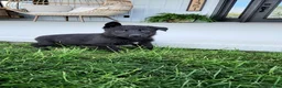 German Shepherd dogs for sale: Willow - Ad 4