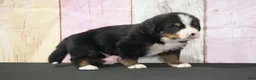 Bernese Mountain Dog dogs for sale: Bernese Mountain Dog Puppy 1 - Ad 6