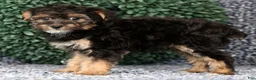 Yorkiepoo dogs for sale: Archie - Ad 7