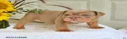 English Bulldog dogs for sale: Truman - Ad 2