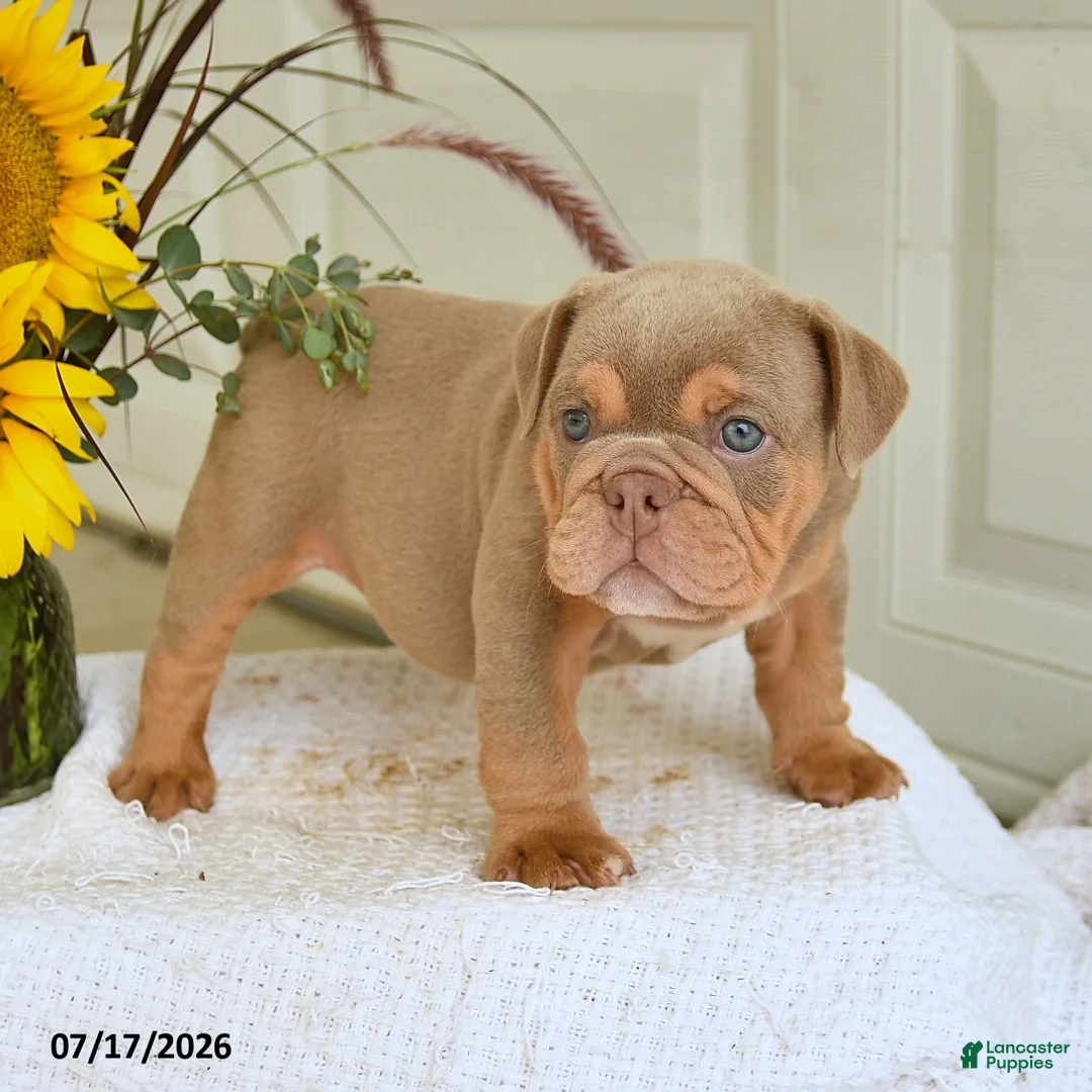 English Bulldog dogs for sale: Truman - Ad 2