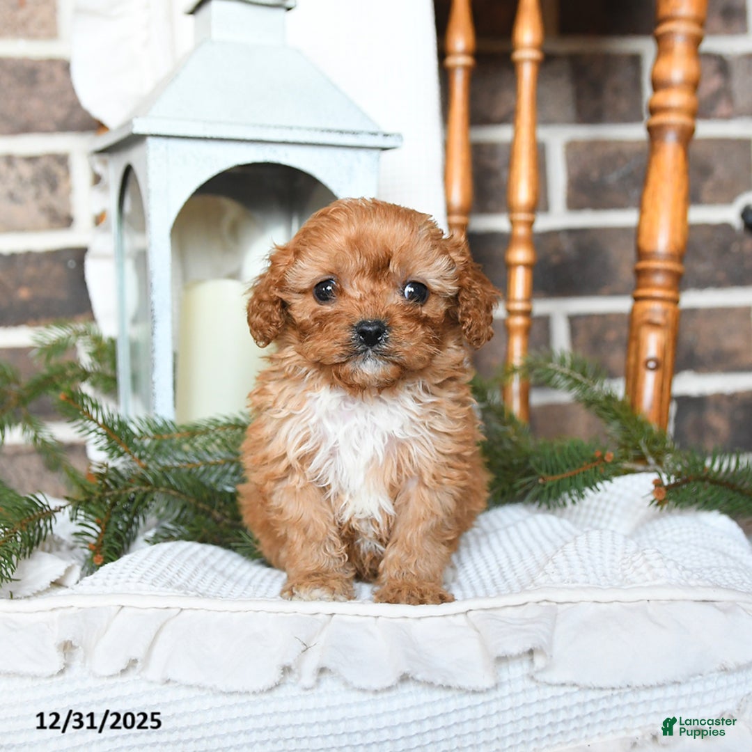 Cavapoo dogs for sale: Sophie - Ad 3