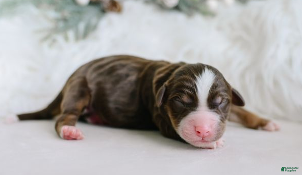 Aussiedoodle dogs Toast - Ad 8