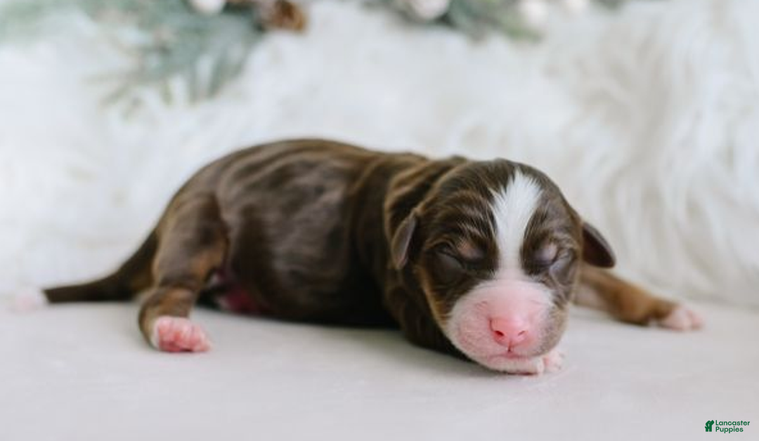 Aussiedoodle dogs for sale: Toast - Ad 1