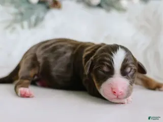 Aussiedoodle dogs Toast - Ad 27