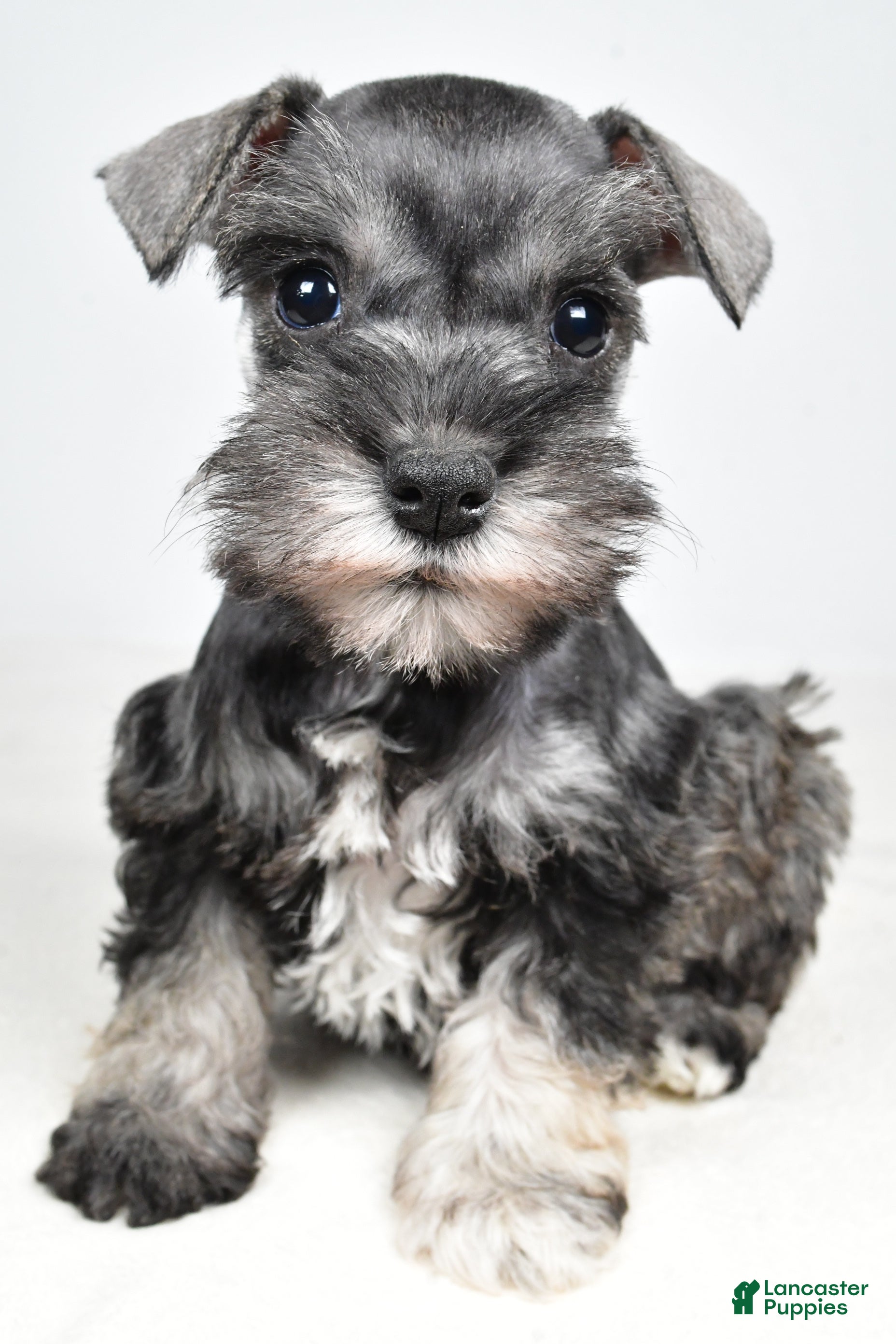 Miniature Schnauzer dogs Cindi - Ad 2