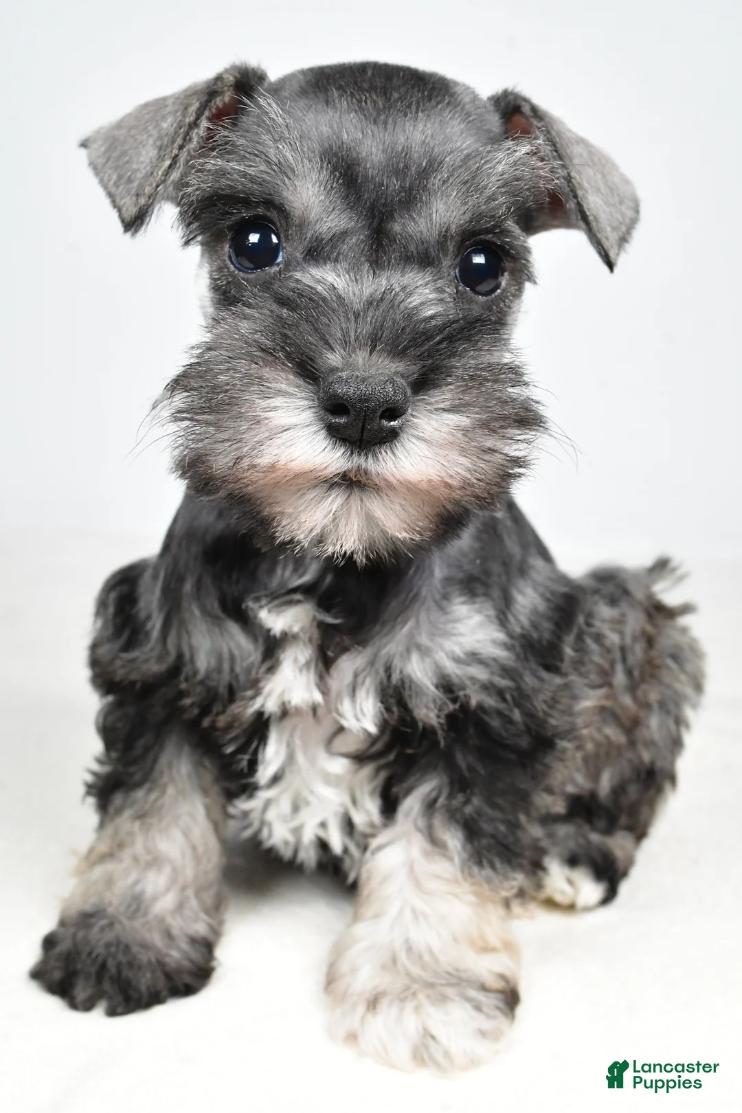 Miniature Schnauzer dogs for sale: Cindi - Ad 2