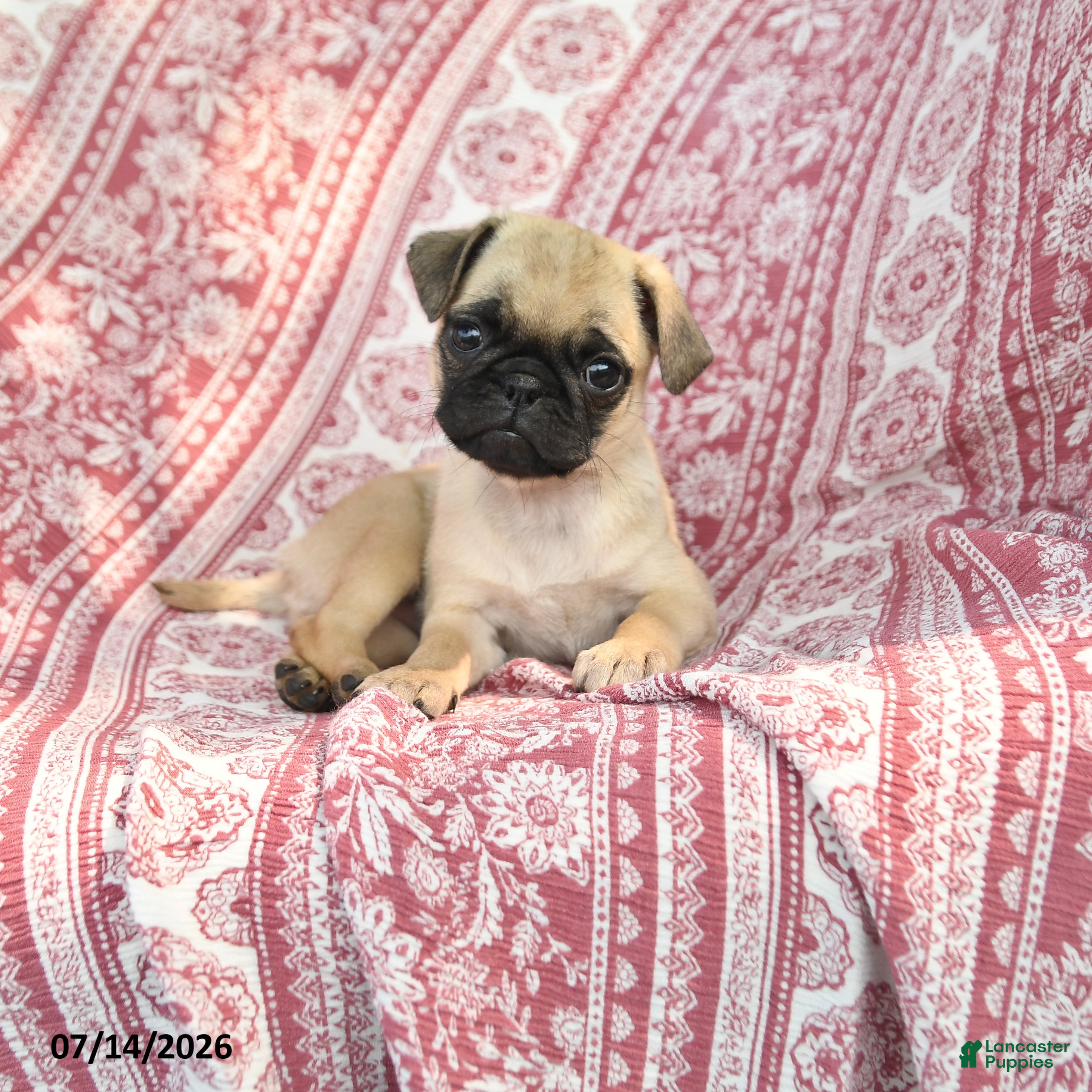 Pug dogs Matt  - Ad 1