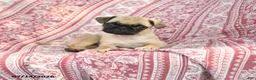 Pug dogs for sale: Matt  - Ad 1