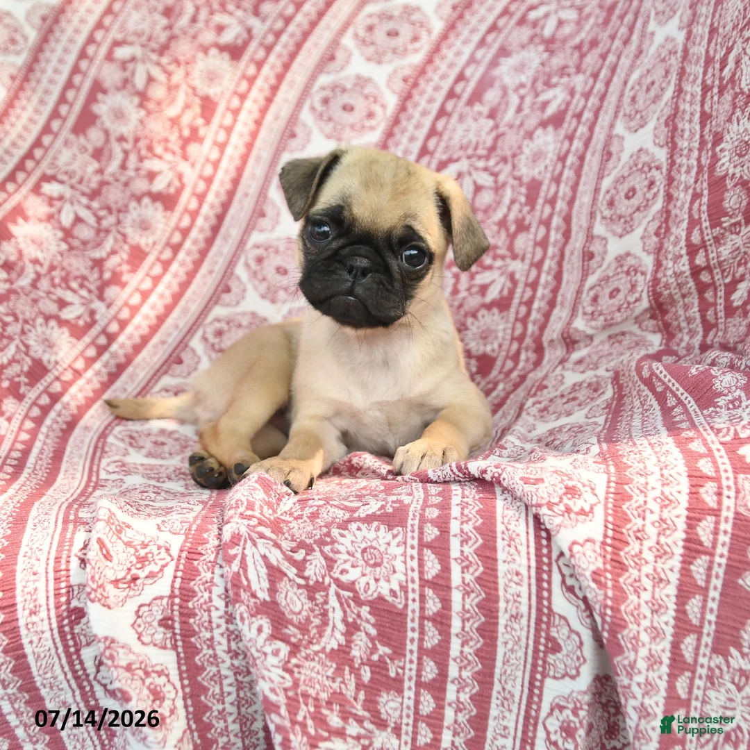 Pug dogs for sale: Matt  - Ad 1