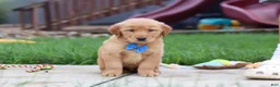 Golden Retriever dogs for sale:  Eclipse  - Ad 5