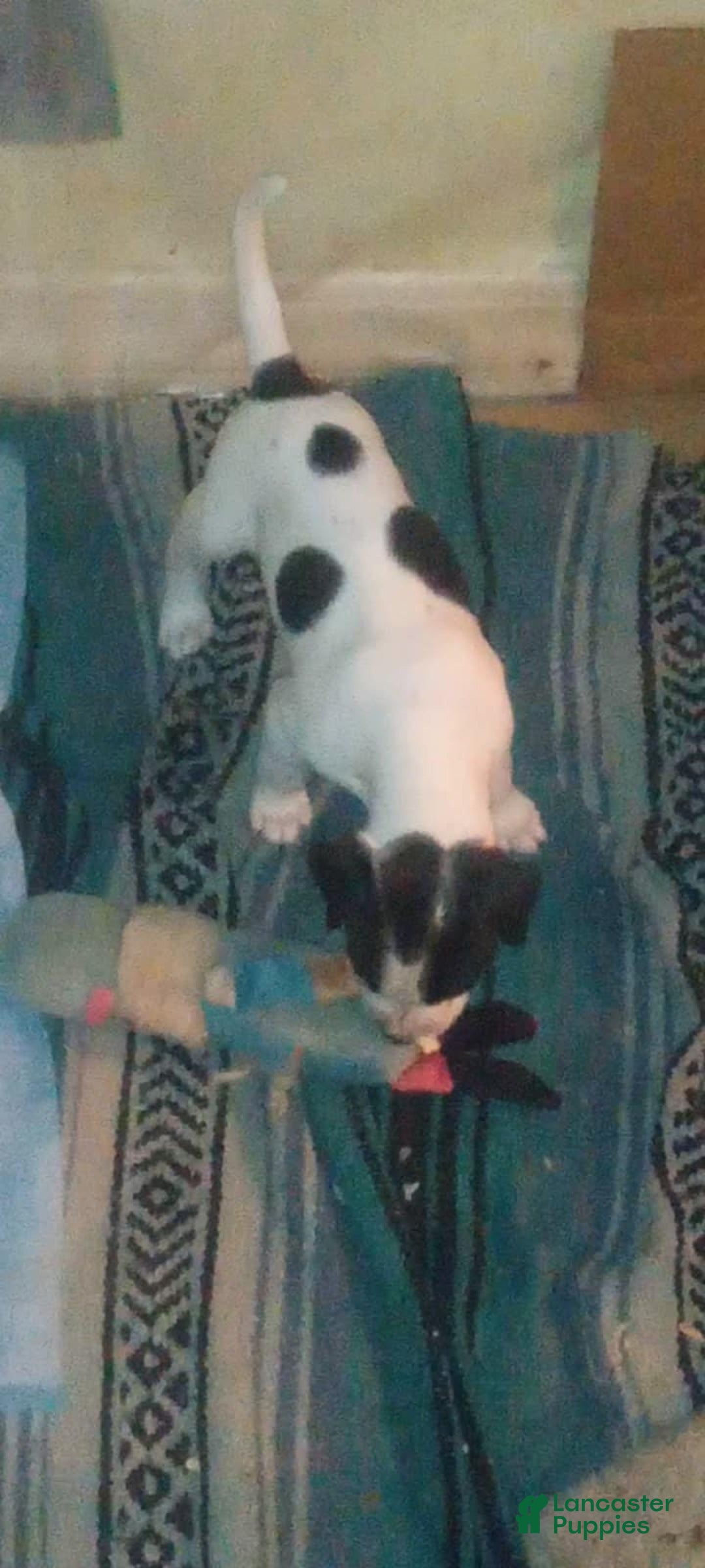 American Bully dogs for sale: Roxi - Ad 5