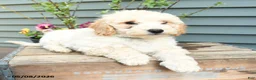 Shihpoo dogs for sale: Elvis - Ad 5
