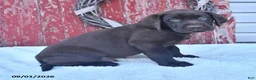 Labrador Retriever dogs for sale: Bobby - Ad 4