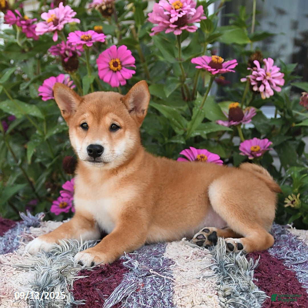Shiba Inu dogs for sale: Shiba Inu 4 puppies - Ad 22