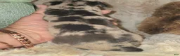 Miniature Pinscher dogs for sale: Charlotte black blue merle - Ad 4