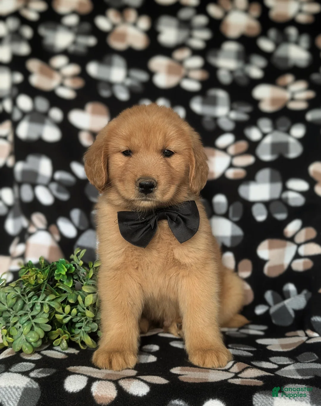 Golden Retriever dogs for sale: Roark - Ad 2