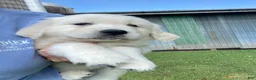 Golden Retriever dogs for sale: Dewey - Ad 5