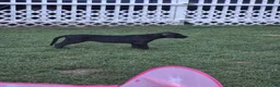 Great Dane dogs for sale: Fury - Ad 21