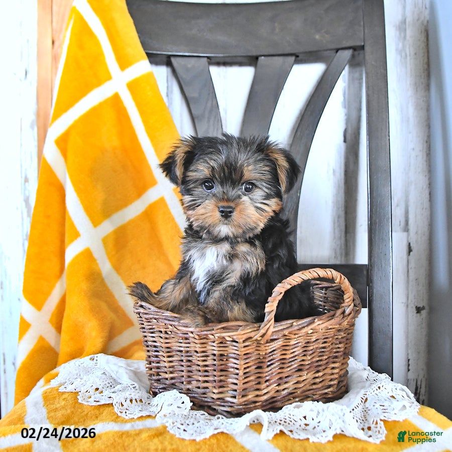 Yorkshire Terrier dogs Baxter HOUSE RAISED - Ad 1