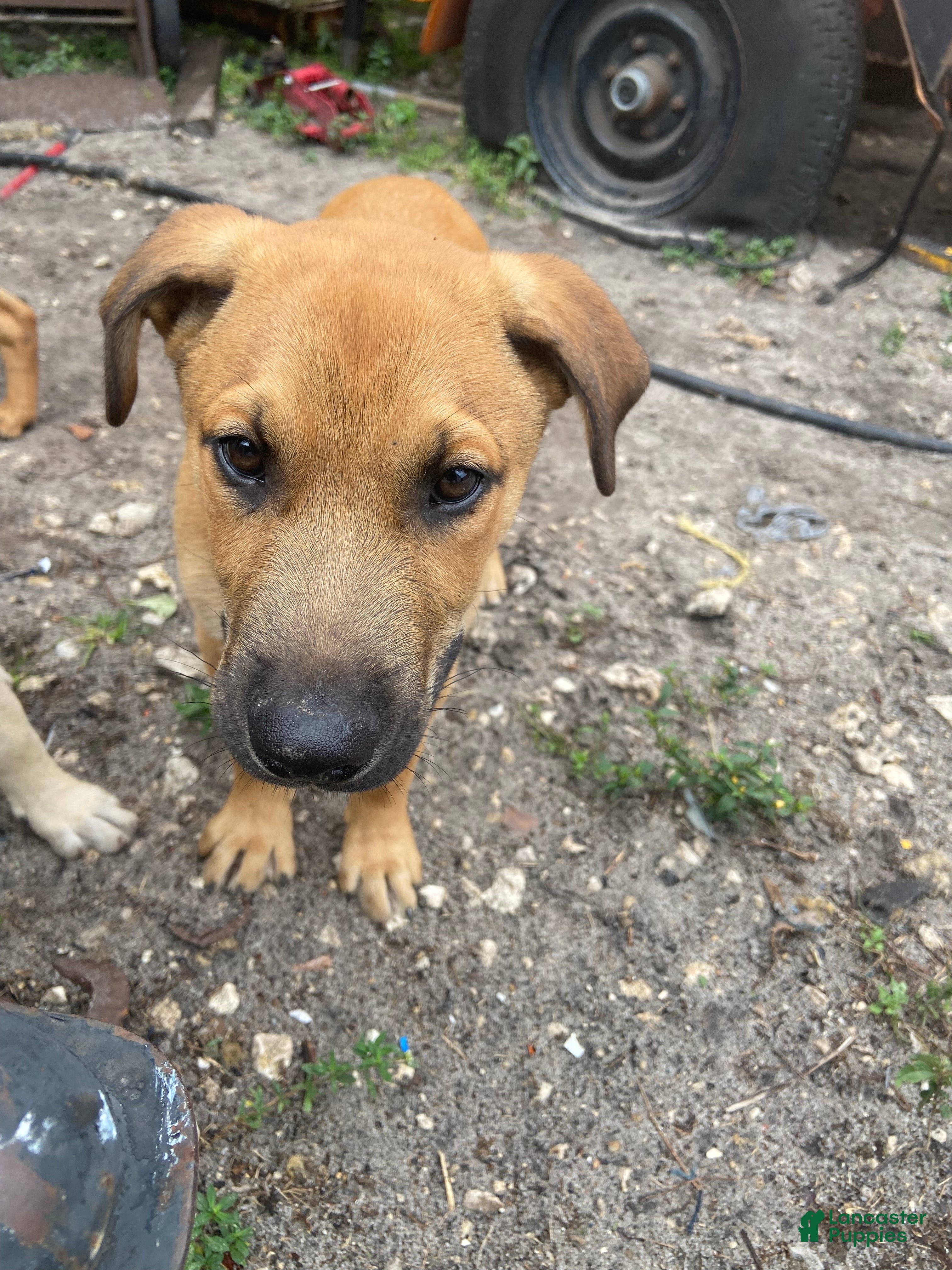 Mixed Breed dogs Hercules - Ad 31