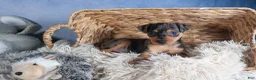 Miniature Pinscher dogs for sale: ABBY - Ad 16