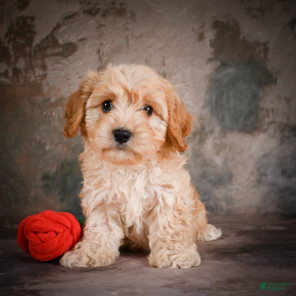 Cavachon dogs for sale: Jolene - Ad 4