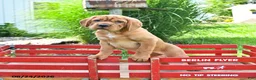 Mini Hippo dogs for sale: Buddy - Ad 3