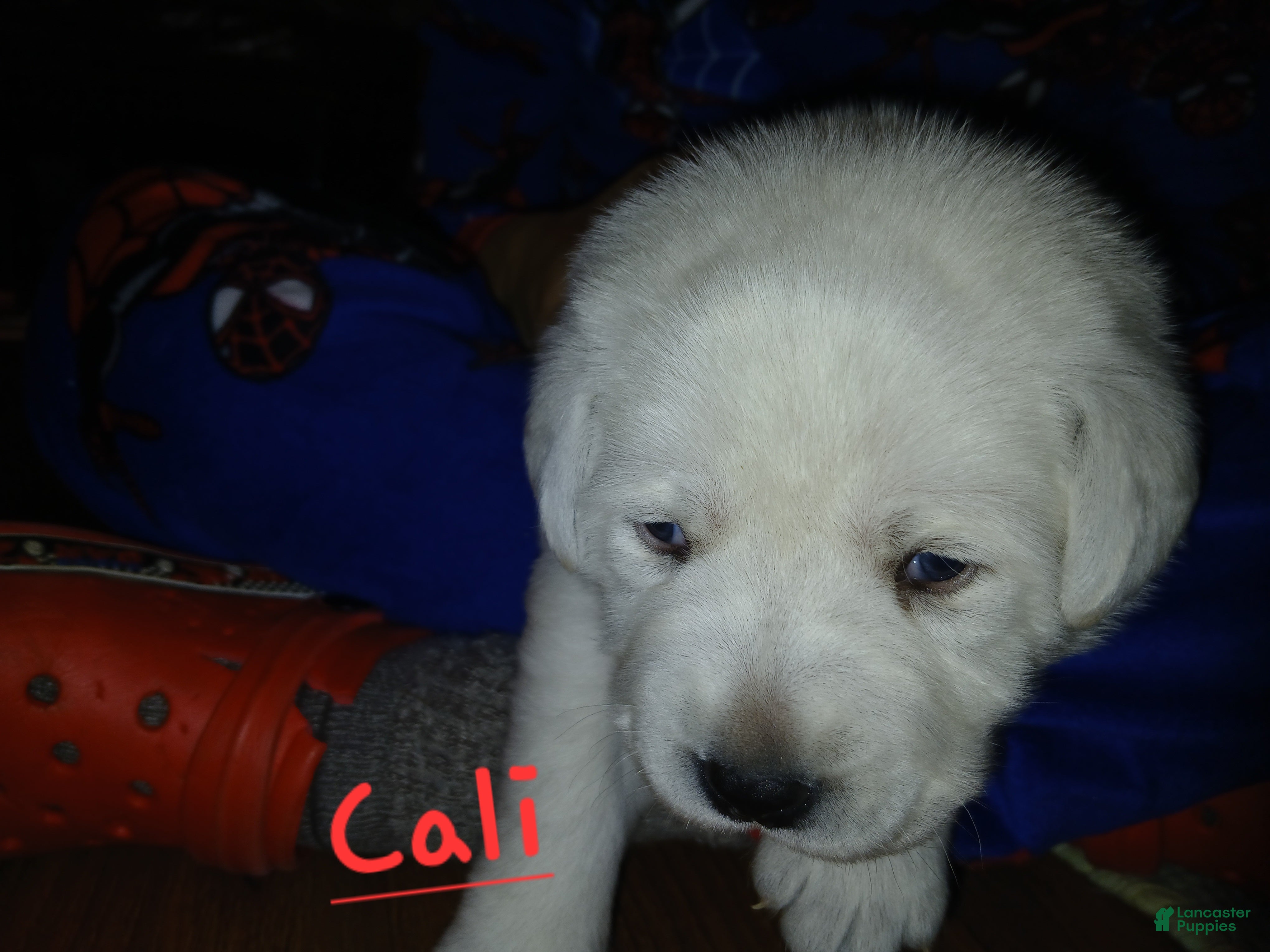 Labrador Retriever dogs Cali - Ad 1
