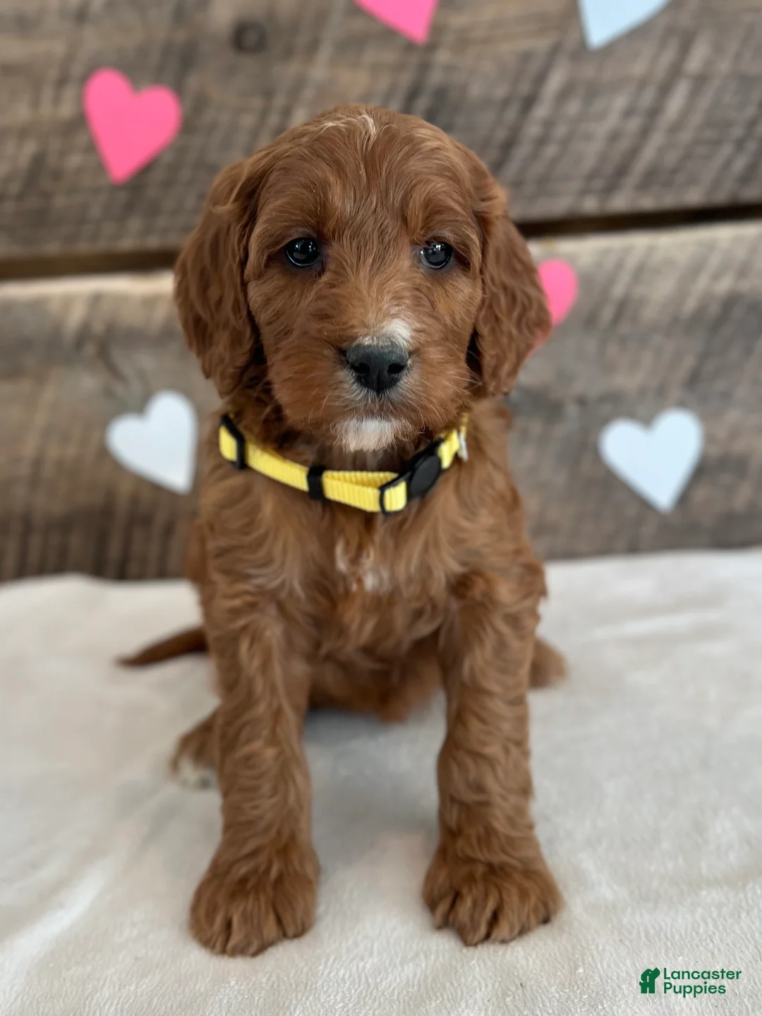 Irish Doodle dogs for sale: Daisy - Ad 10